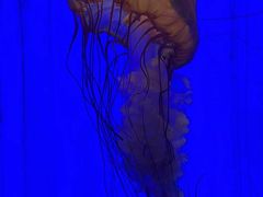 -上海海洋水族馆