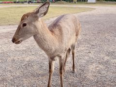 -前小桔亲子创意农场·草莓采摘·露营烧烤