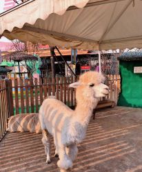 -萌宠亲子动物乐园(槐房万达店)