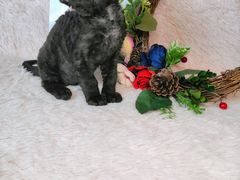 -十年猫舍·猫咪专门店(普陀店)