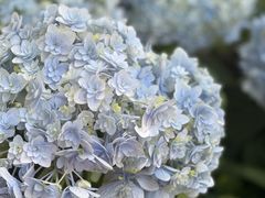 -上海滨江森林公园