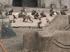 -哈尔滨北方森林动物园