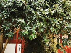 -上海醉白池公园