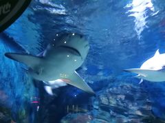 -烟台海昌鲸鲨海洋公园