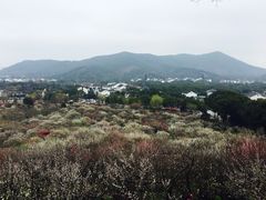 -香雪海