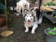 -more than meow吴止猫主题餐厅(承德 中船汇店)