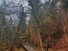 -五营红松林海景区