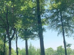 -宁波杭州湾国家湿地公园