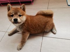 -北京观赏动物医院·24小时大型综合·猫专科·异宠专科