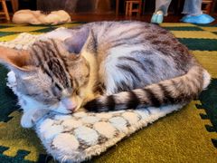 -猫猫幼稚园·撸猫·桌游·电玩