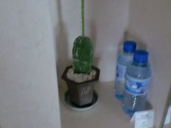 -三亚亚龙湾凯莱仙人掌度假酒店