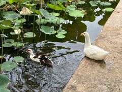-莲花池公园