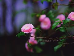 -茅家埠