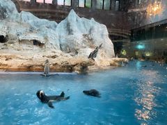 -帝企鹅自助餐厅•儿童岛•真企鹅(长隆企鹅酒店)