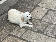 -葑门横街