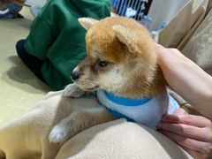 -逗柴咖啡屋·狗咖猫咖宠物桌游