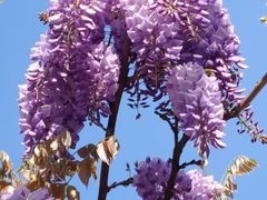 -嘉定紫藤园