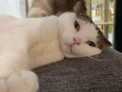 -喵园·猫主题咖啡厅·撸猫·猫咖(国贸店)