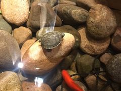 -华夏良子·足道SPA艾灸(翠微店)