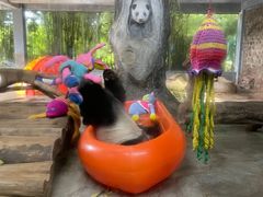 -海南热带野生动植物园