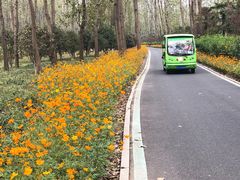 -合肥滨湖国家森林公园