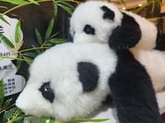 -轩客会(熊猫书店)