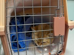 -达爱动物医院·犬猫分区·CT·复杂眼科(远洋山水分院)