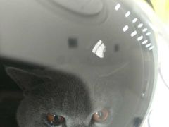 -瑞派福兴宠物医院犬猫全科·骨科·中西医结合(河东店)