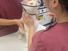 -瑞鹏宠物医院·骨科·猫科·内科(第一中心)