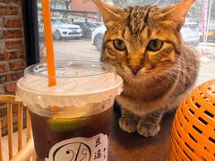 -豆逗聊愈猫阁Easy Life