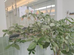 -莫纳瑜伽·普拉提
