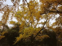 -四川大学(华西校区)