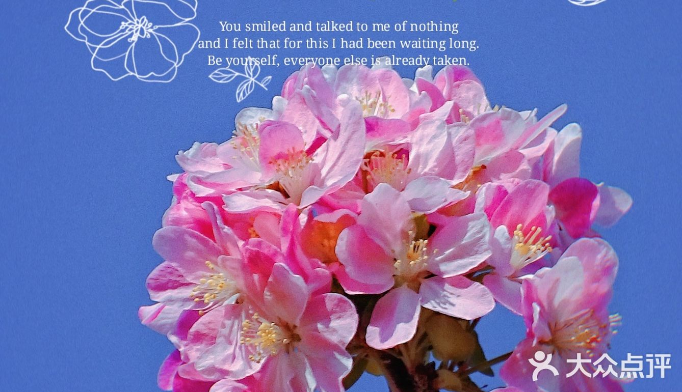 🌸京城赏花攻略|北土城地铁口，让你免费拥抱海棠花海🌷
