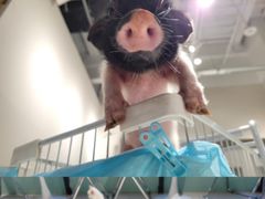 -怪兽屋·羊驼·猫咖·狗咖(俊华广场店)