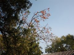 -北京植物园-展览温室