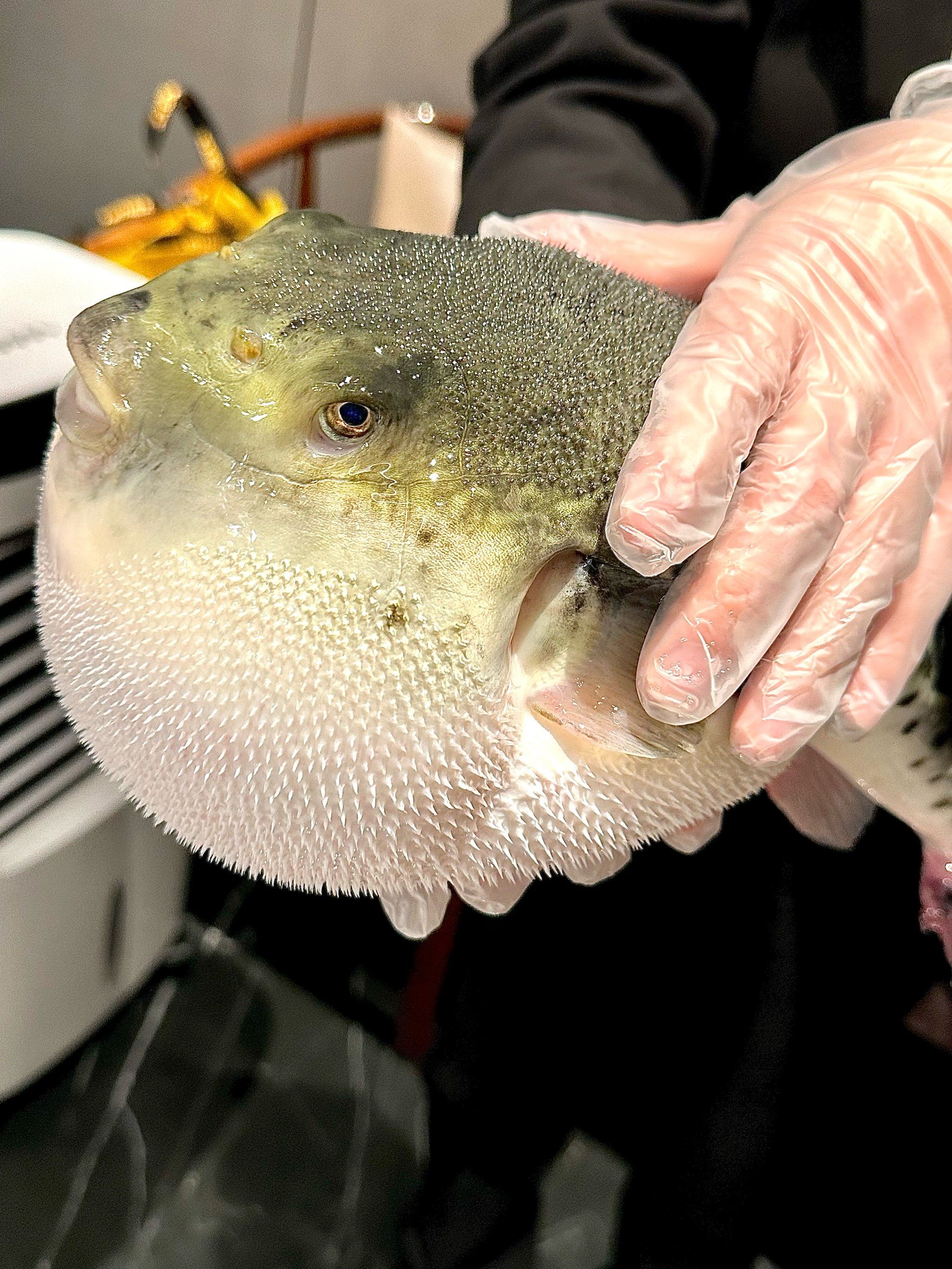 又来上海见世面了!河豚料理意外好吃