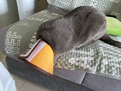 -瑞派名望24h动物医院异宠专科·猫专科·骨科·重症监护分院