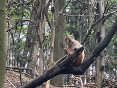 -黔灵山公园