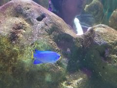 -暹罗海洋世界