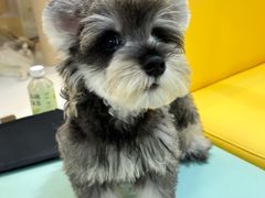 -翊宠yipet猫狗购宠庄园犬舍•猫舍