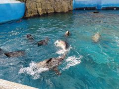 -秦皇岛乐岛海洋王国