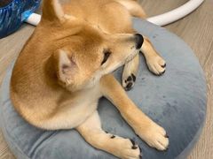 -浣熊柯尔鸭土拨鼠·电玩咖