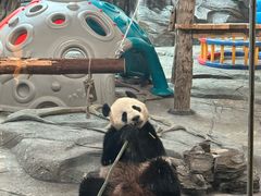 -武汉动物园