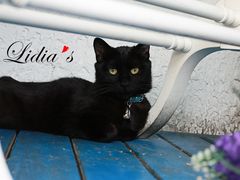 猫-Sirena海妖日咖夜酒