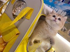 -momokira米努特·德文卷毛猫·棉花面纱犬