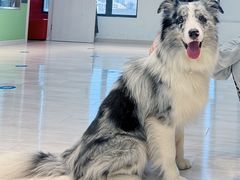 -翊宠yipet猫狗购宠庄园犬舍•猫舍