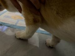 -宠颐生斯嘉宠物医院·急重症·心内科(谷阳北路分院)