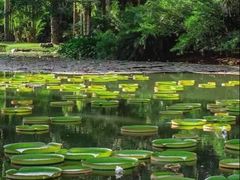 -中国科学院西双版纳热带植物园