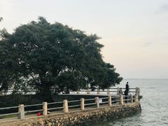 -大湾区中央湿地公园-十九涌