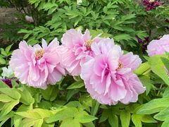 -莲花池公园